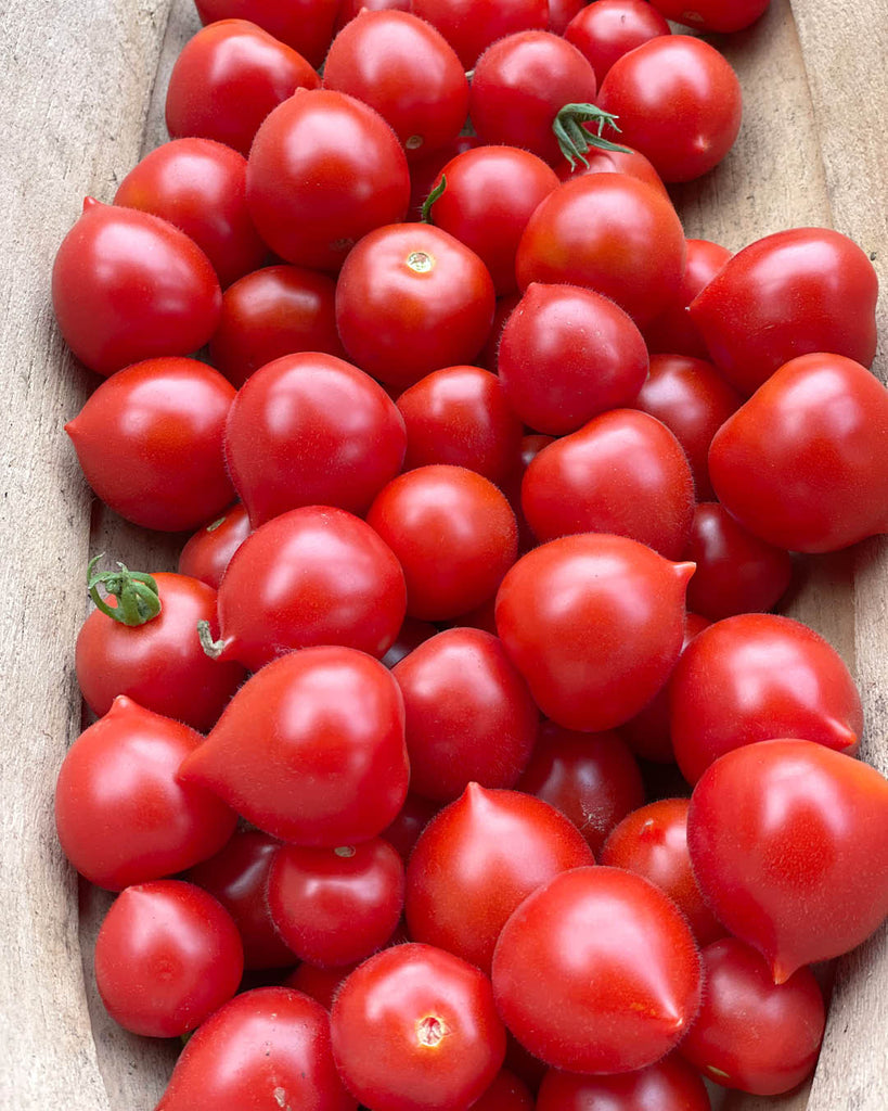 Tomate 'Ruthje' - Solanum lycopersicum