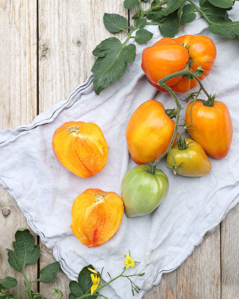 Tomate 'Sonnenherz' - Solanum lycopersicum
