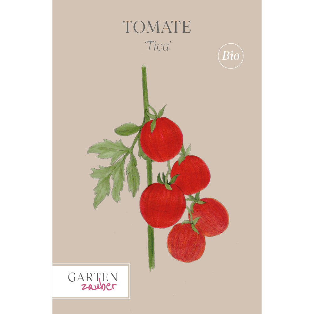 Tomate 'Tica' - Solanum lycopersicum