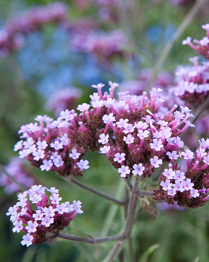 Verbena bonariensis aus der Gartenzauber-Saatgutserie