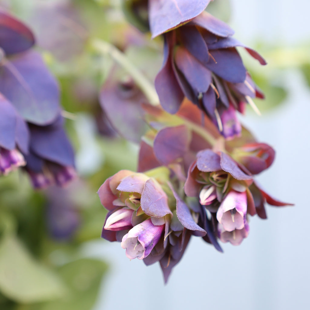Bluehende Pflanze Wachsblume 'Kiwi Blue' Cerinthe major purpurescens aus der Gartenzauber-Saatgutserie