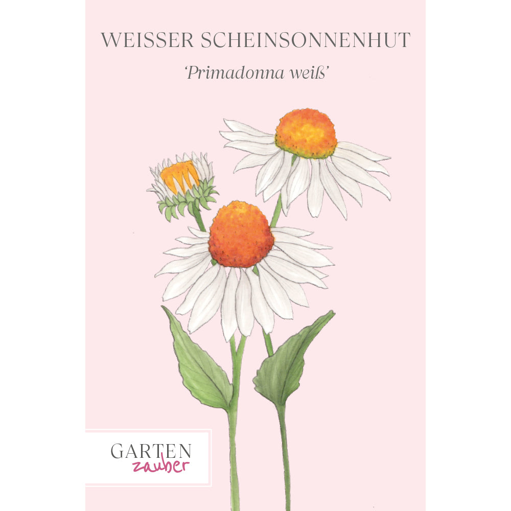 Vorderansicht Saatguttuete Weisser Scheinsonnenhut – 'Primadonna weiß' Echinacea purpurea aus der Gartenzauber-Saatgutserie