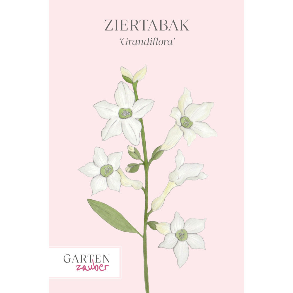 Vorderansicht Saatguttuete Ziertabak 'Grandiflora' Nicotiana alata aus der Gartenzauber-Saatgutserie