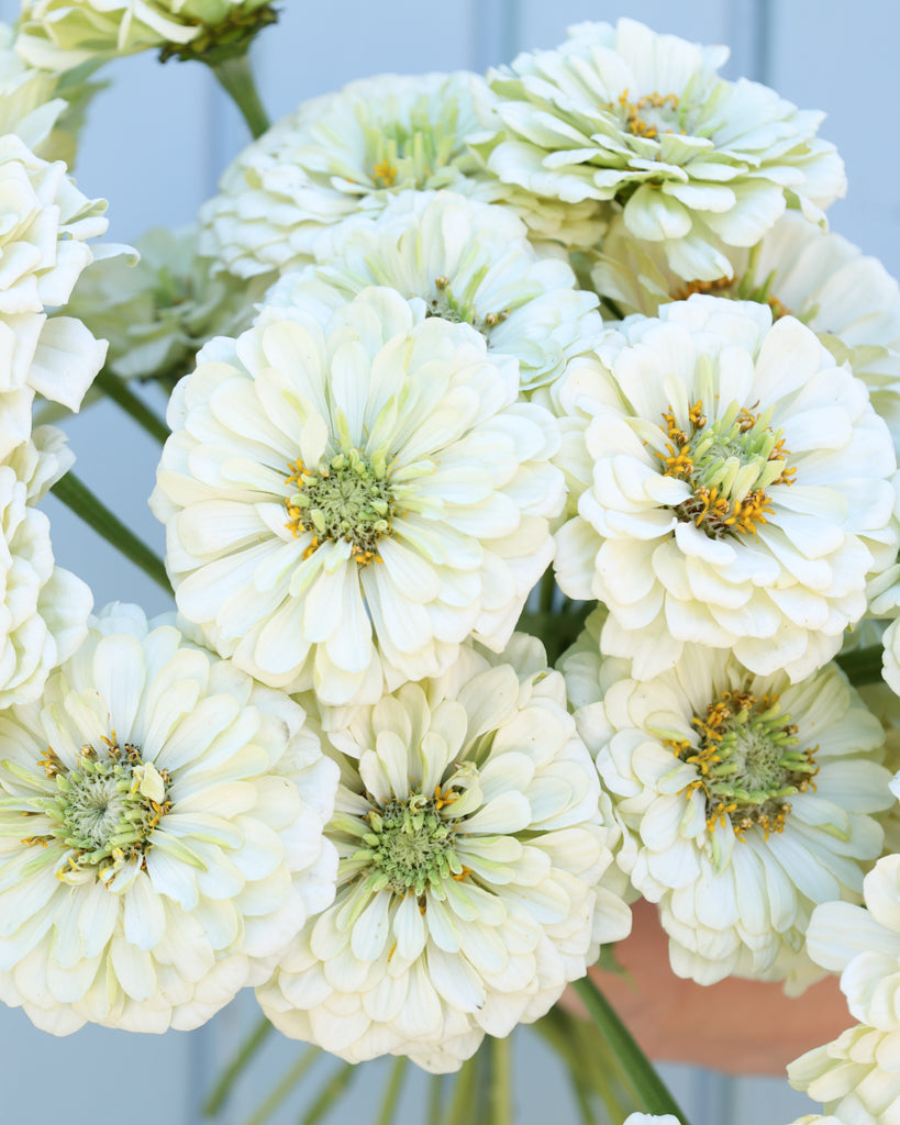 Zinnie - Zinnia elegans 'Benary's Giant White'