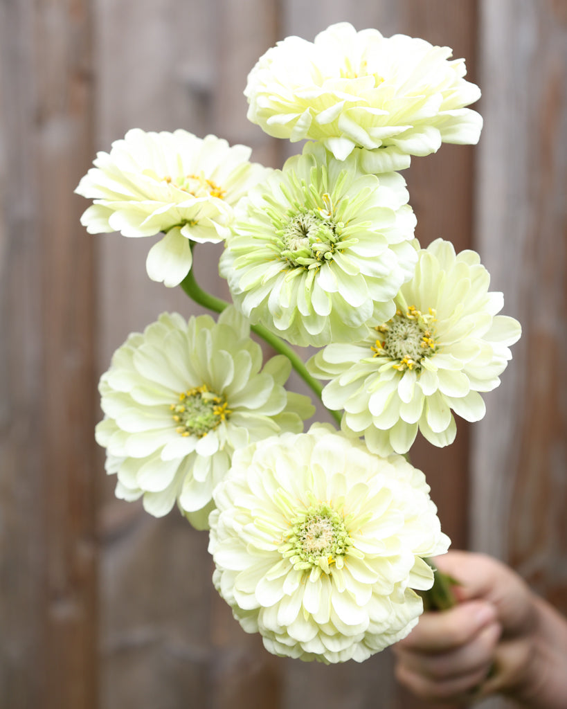 Zinnie - Zinnia elegans 'Benary's Giant White'