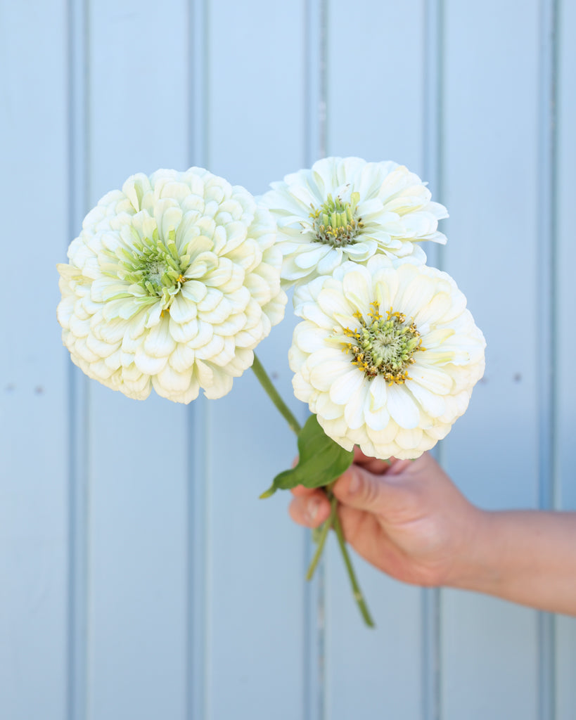 Zinnie - Zinnia elegans 'Benarys Giant White'