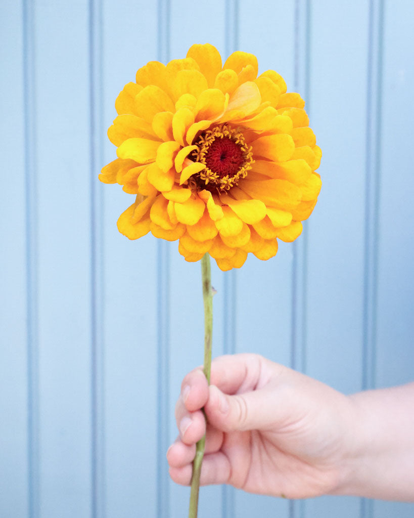 Zinnie - Zinnia elegans 'Benary's Giant Golden Yellow'