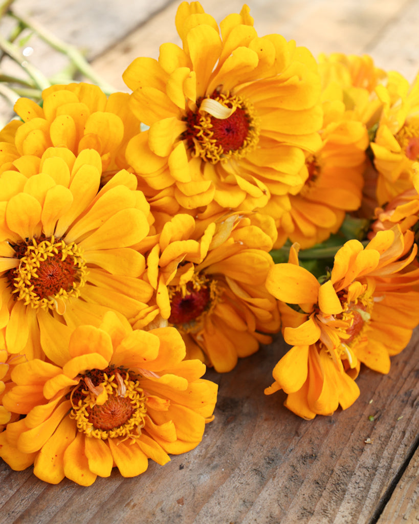 Zinnie - Zinnia elegans 'Benary's Giant Golden Yellow'