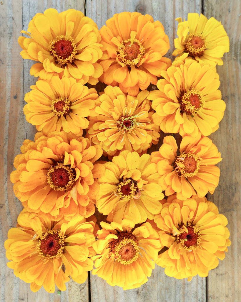 Zinnie - Zinnia elegans 'Benarys Giant Golden Yellow'