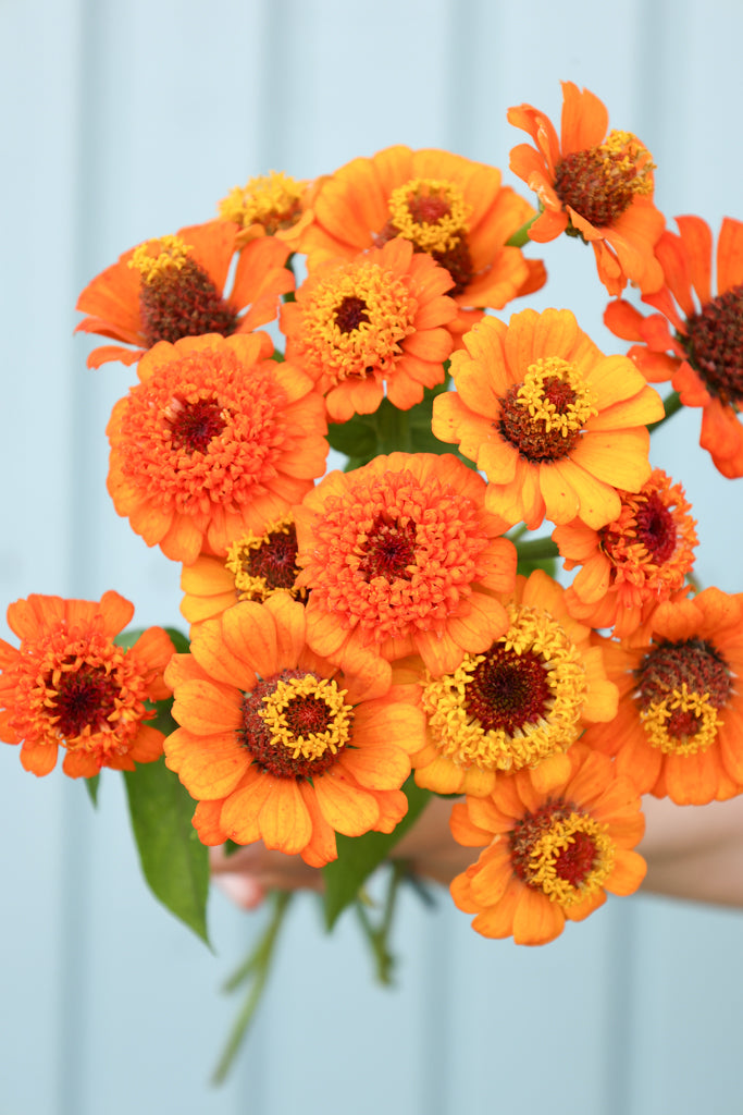 Zinnie - Zinnia elegans 'Zinderella Orange'