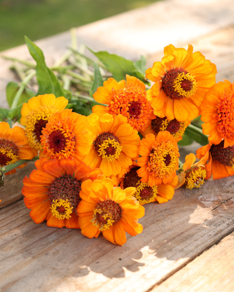 Zinnie - Zinnia elegans 'Zinderella Orange'