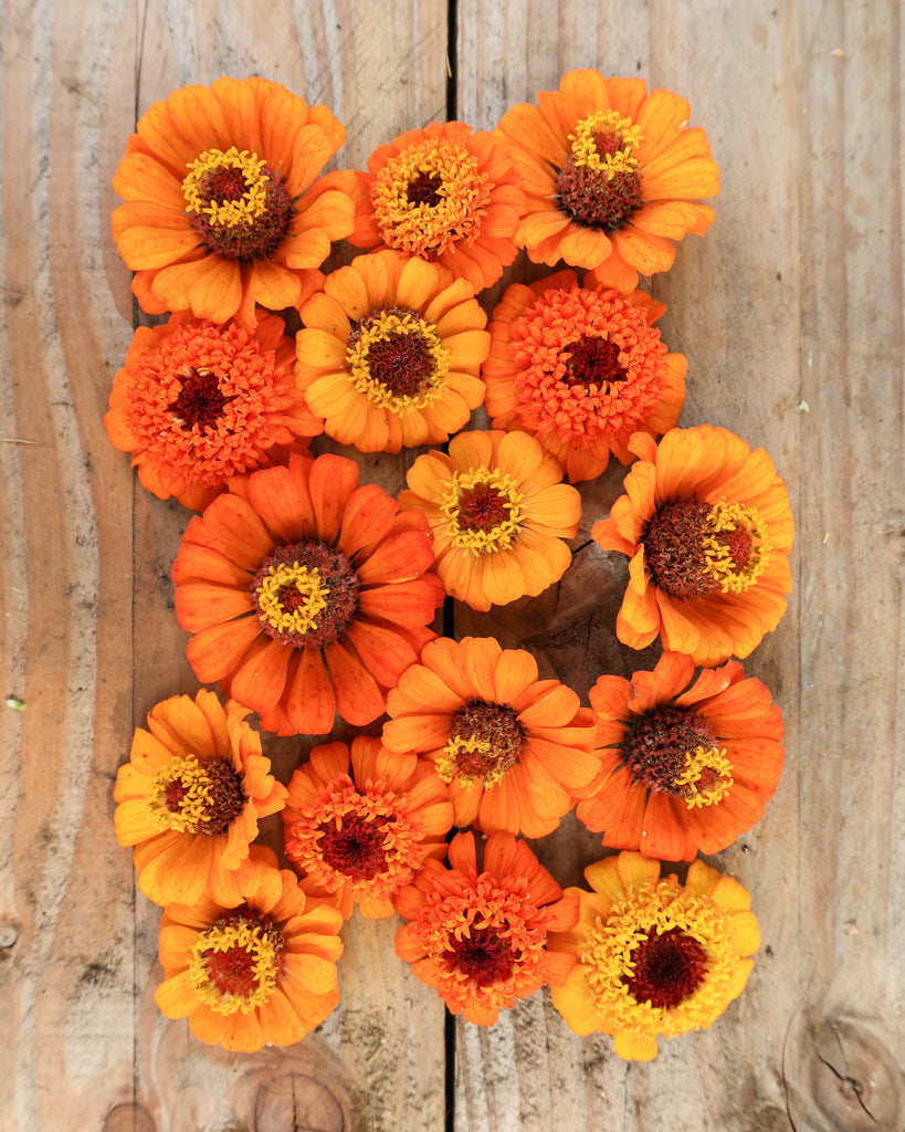 Zinnie - Zinnia elegans 'Zinderella Orange'