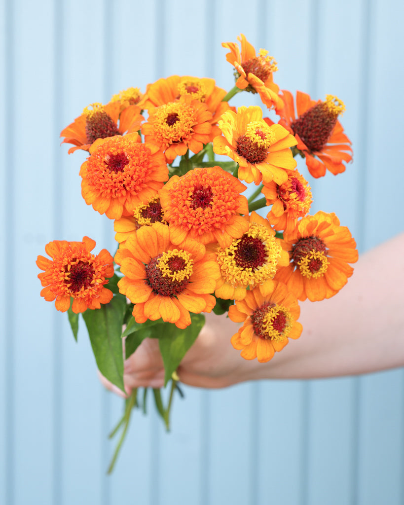 Zinnie - Zinnia elegans 'Zinderella Orange'