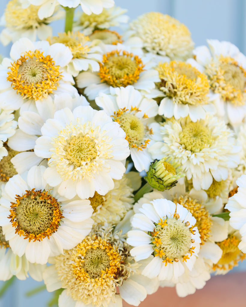 Zinnie - Zinnia elegans 'Zinderella White'