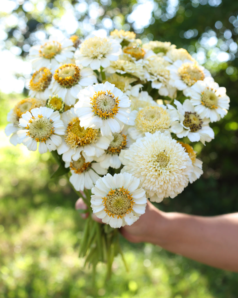 Zinnie - Zinnia elegans 'Zinderella White'