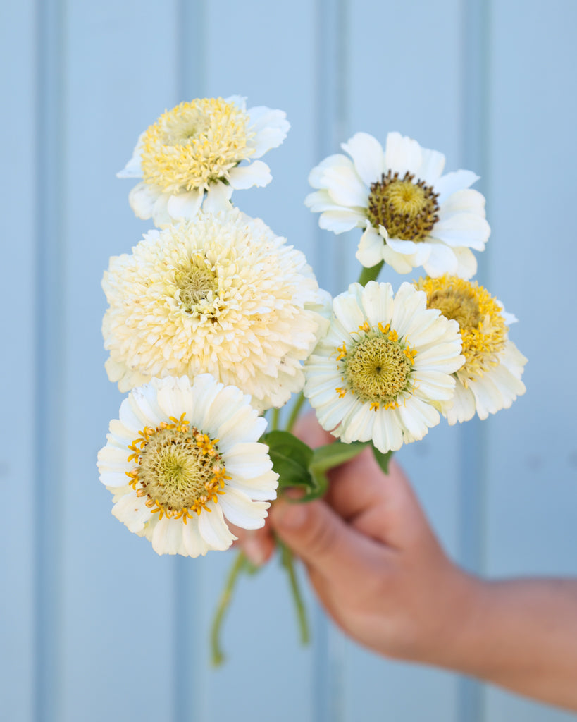 Zinnie - Zinnia elegans 'Zinderella White'