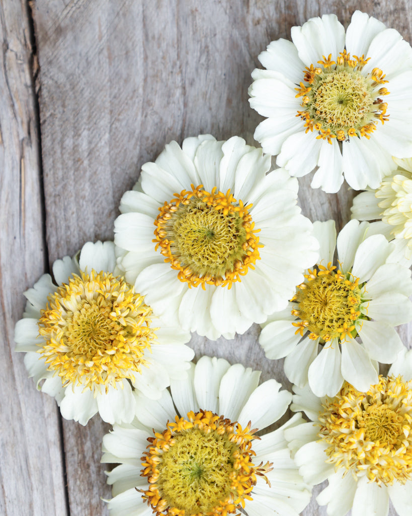 Zinnie - Zinnia elegans 'Zinderella White'