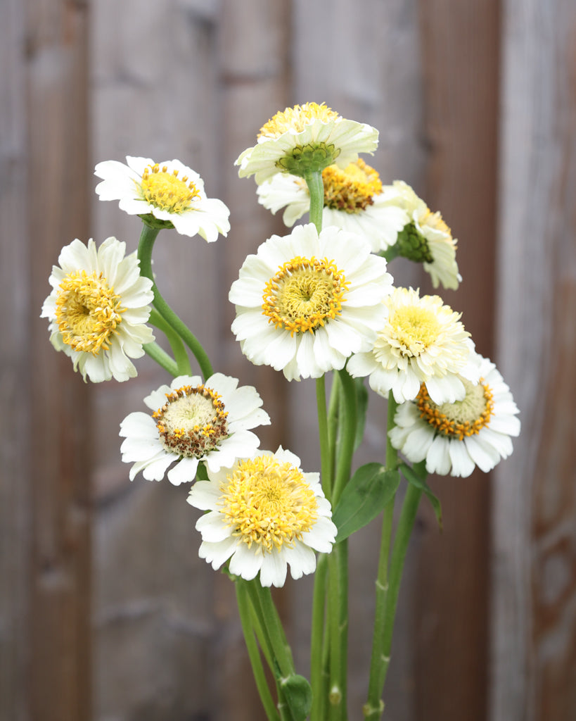 Zinnie - Zinnia elegans 'Zinderella White'