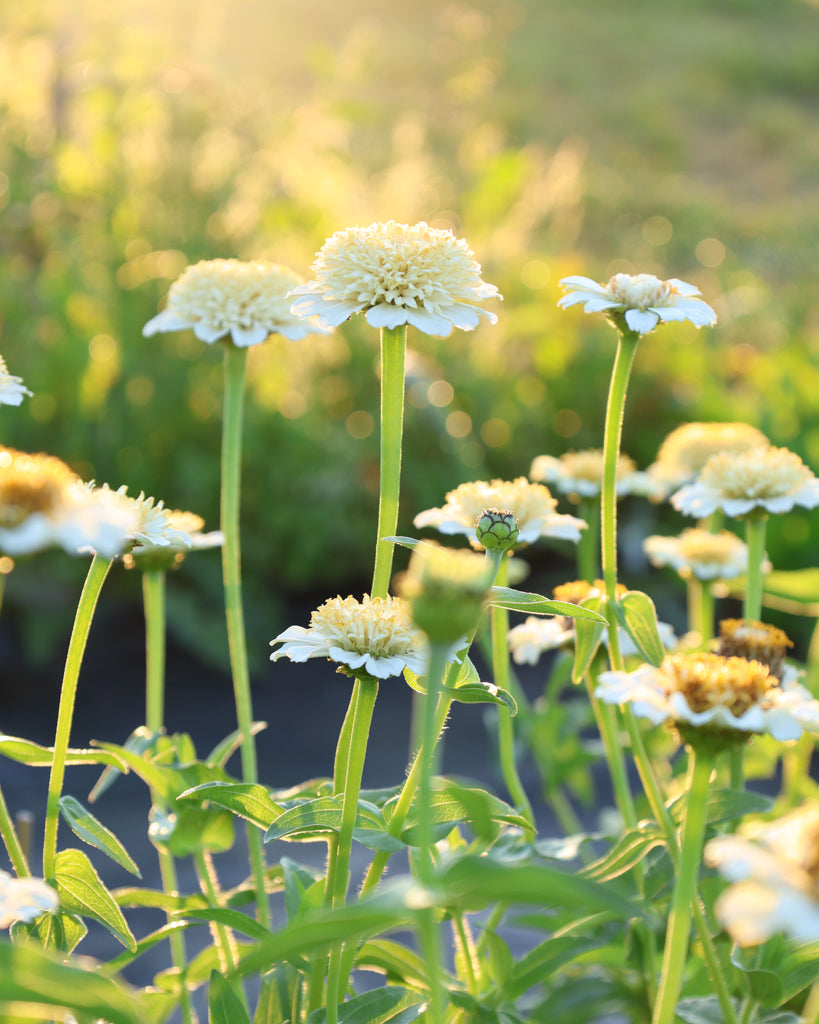 Zinnie - Zinnia elegans 'Zinderella White'