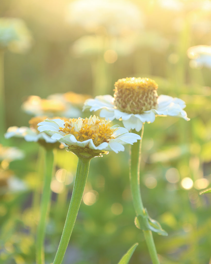 Zinnie - Zinnia elegans 'Zinderella White'