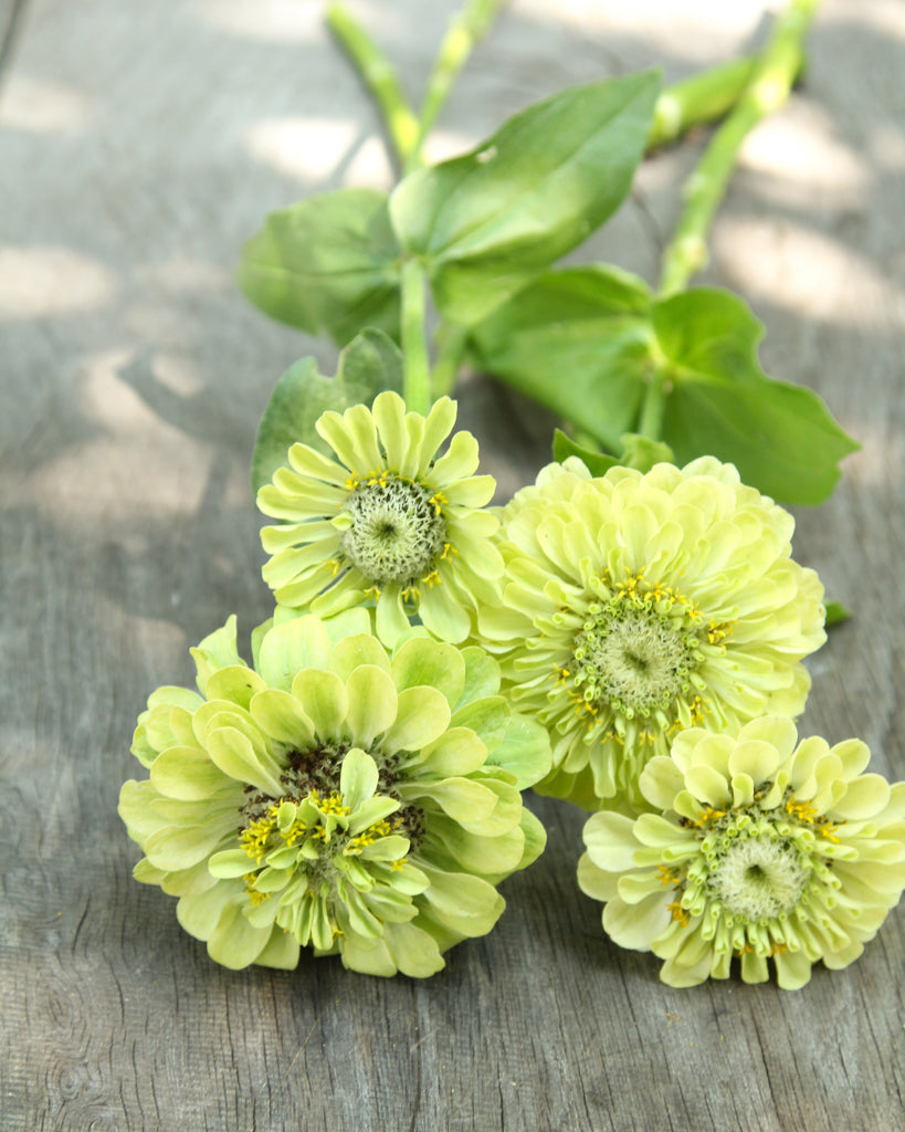 Zinnie - Zinnia elegans 'Benary's Giant Lime'