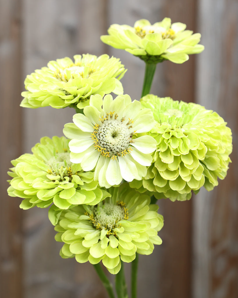 Zinnie - Zinnia elegans 'Benary's Giant Lime'