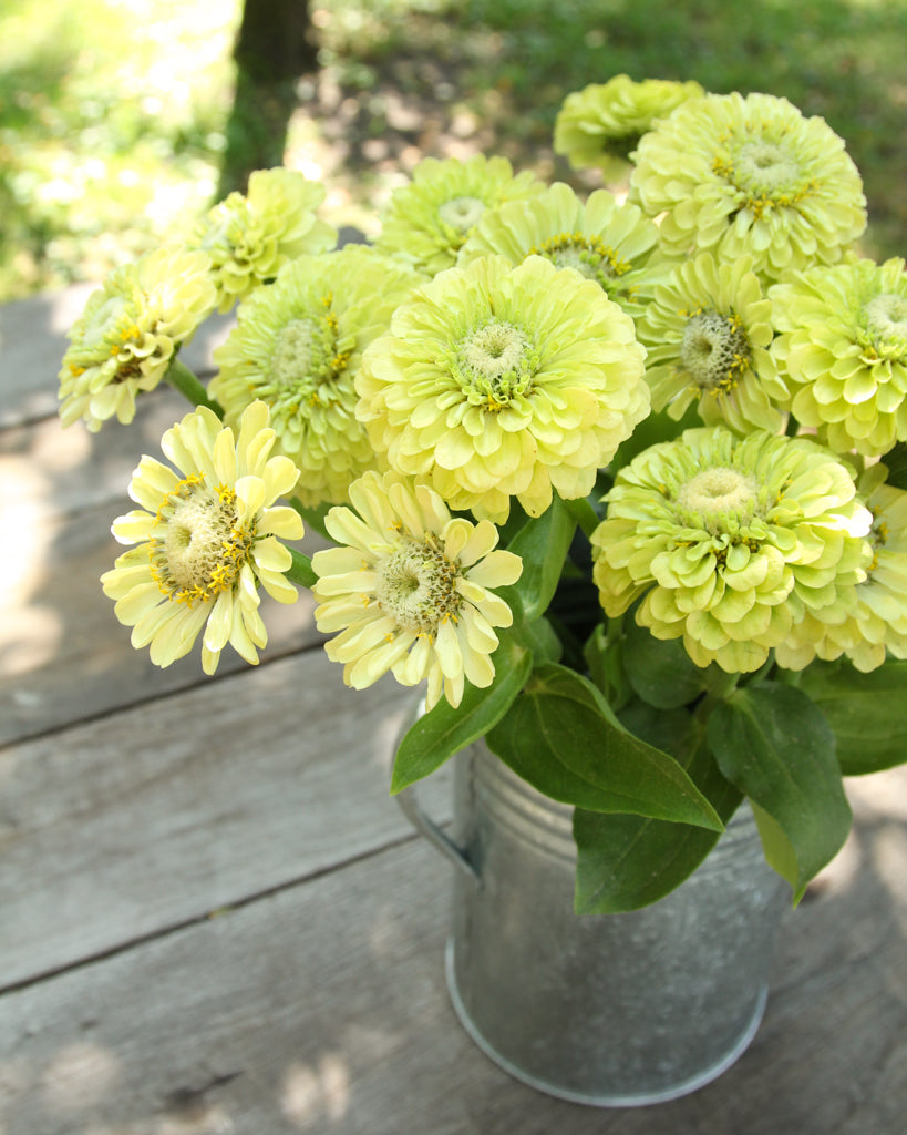 Zinnie - Zinnia elegans 'Benary's Giant Lime'