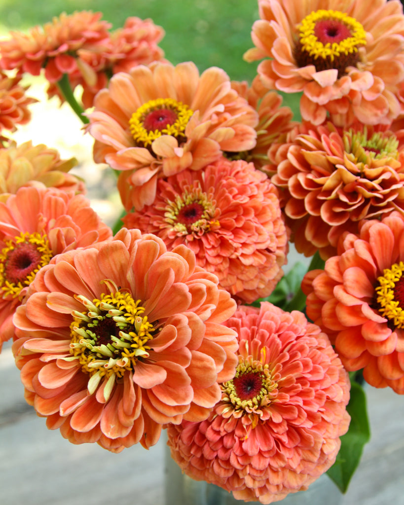 Zinnie - Zinnia elegans 'Benary's Giant Salmon Rose'