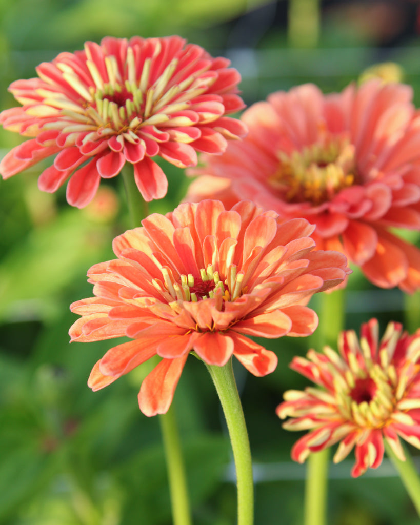 Zinnie - Zinnia elegans 'Benary's Giant Salmon Rose'