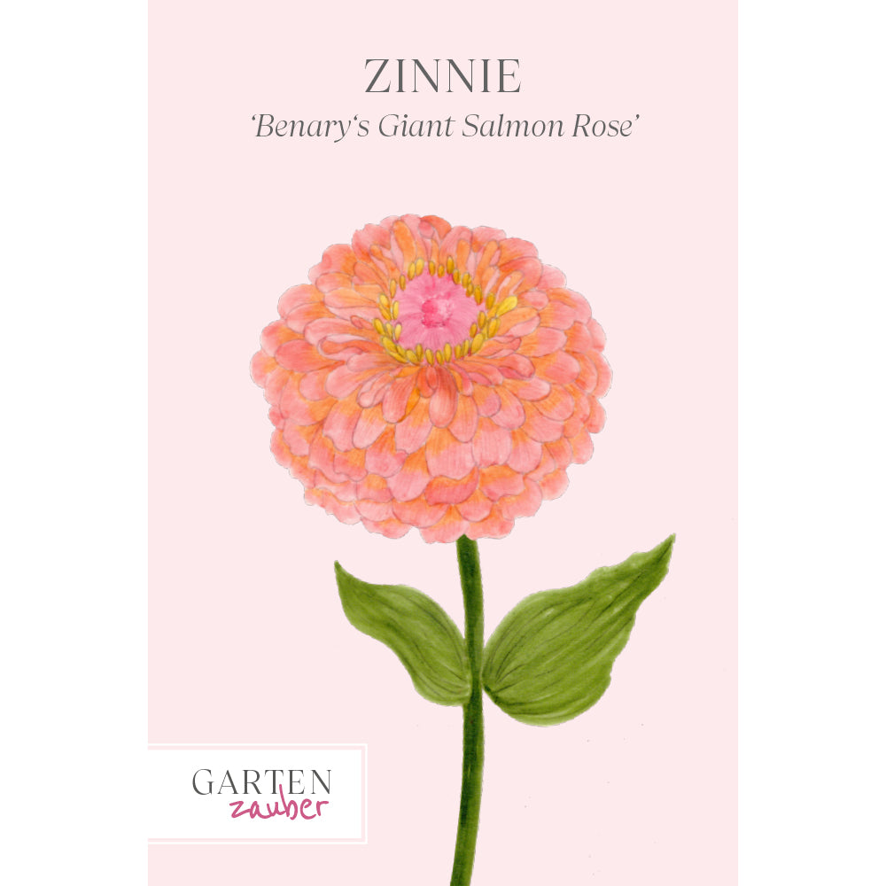Vorderansicht Saatguttuete Zinnie 'Benary's Giant Salmon Rose' Zinnia elegans aus der Gartenzauber-Saatgutserie