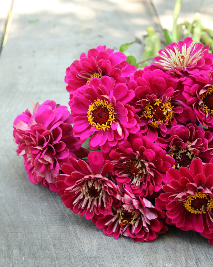 Zinnie - Zinnia elegans 'Benary's Giant Wine'