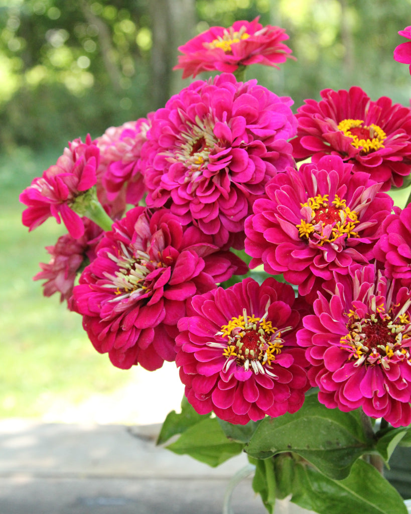 Zinnie - Zinnia elegans 'Benary's Giant Wine'