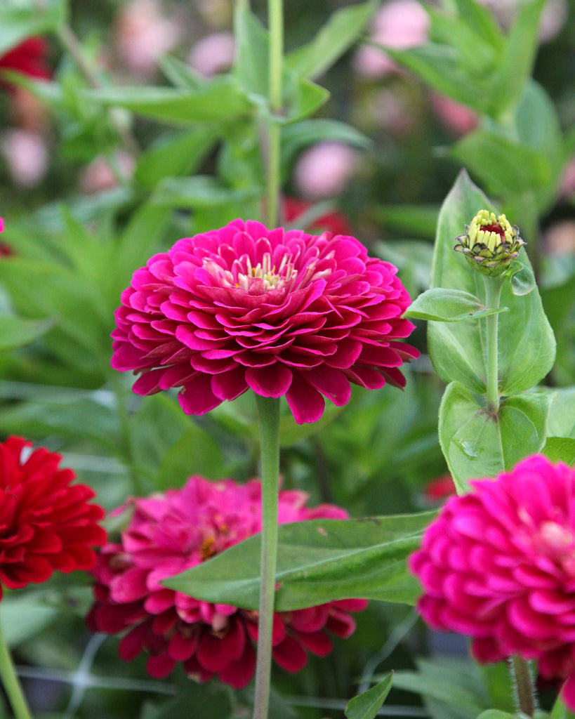 Zinnie - Zinnia elegans 'Benary's Giant Wine'