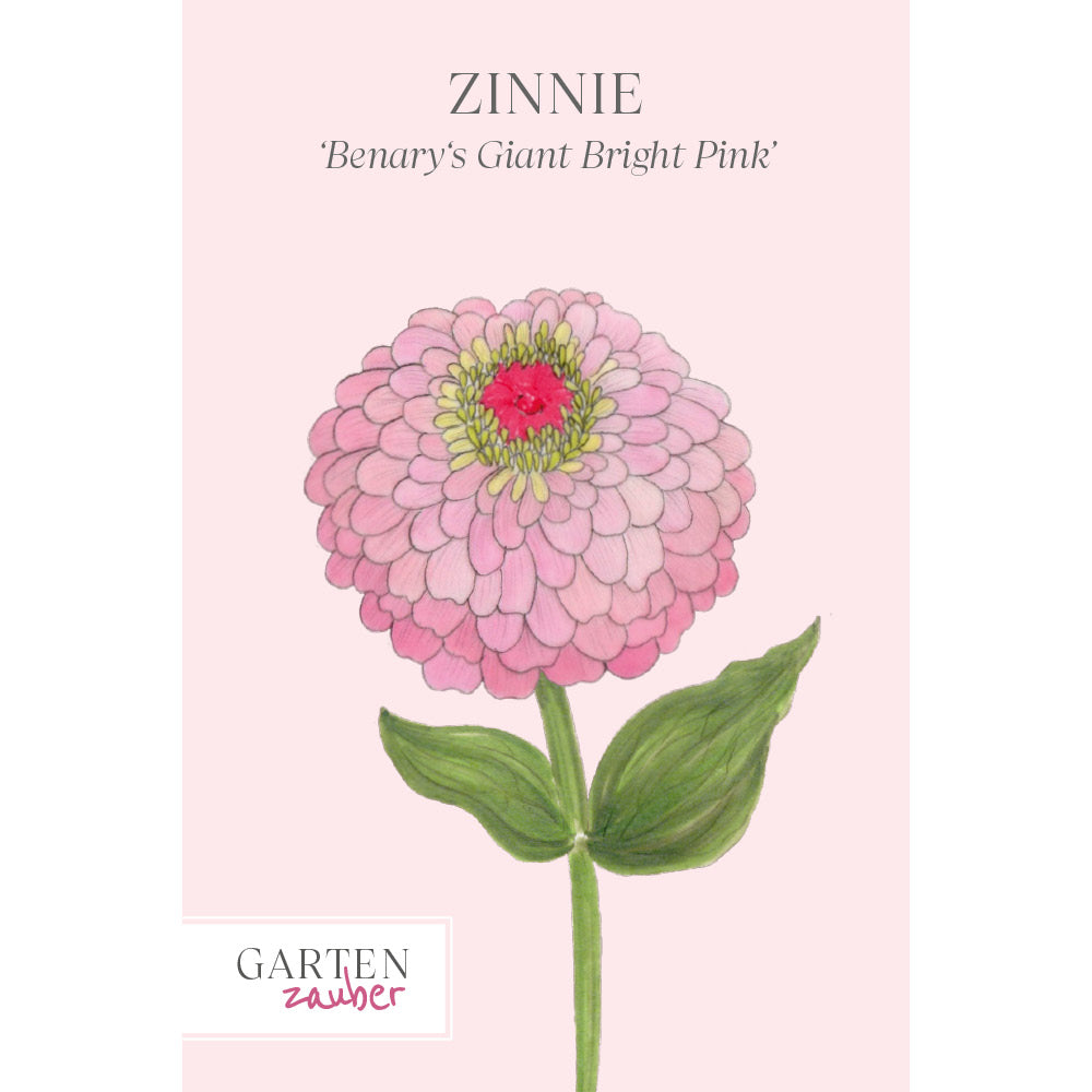 Vorderansicht Saatguttuete Zinnie 'Benary's Giant Bright Pink' Zinnia elegans aus der Gartenzauber-Saatgutserie