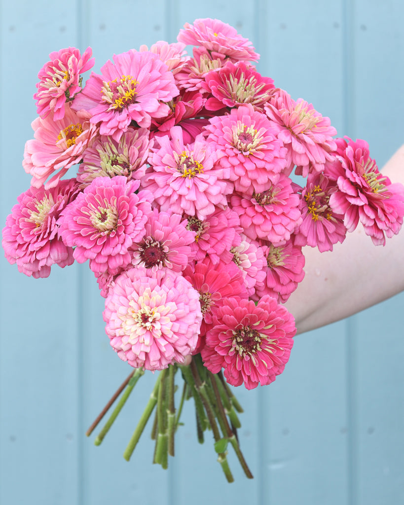 Zinnie - Zinnia elegans 'Benary's Giant Bright Pink'