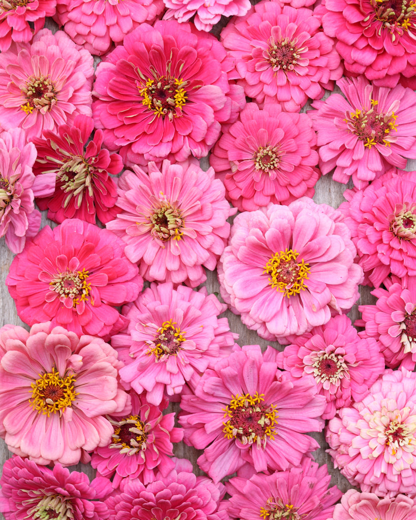 Zinnie - Zinnia elegans 'Benary's Giant Bright Pink'