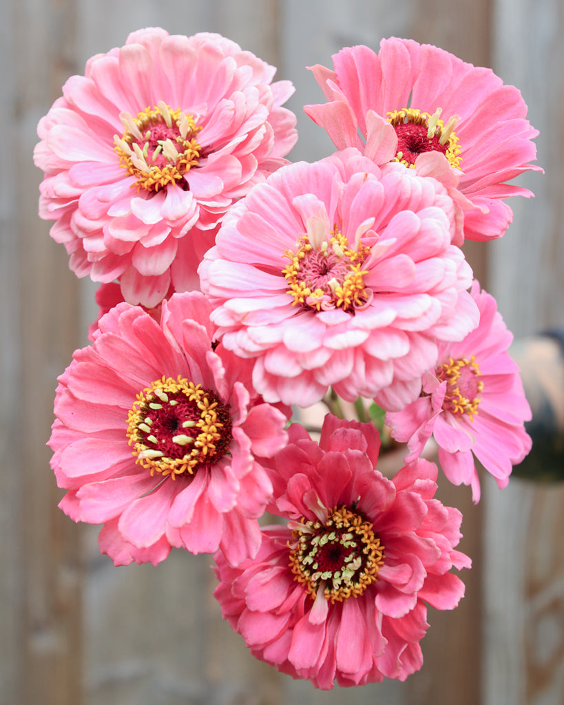 Zinnia - Zinnia elegans 'Benary's Giant Bright Pink'