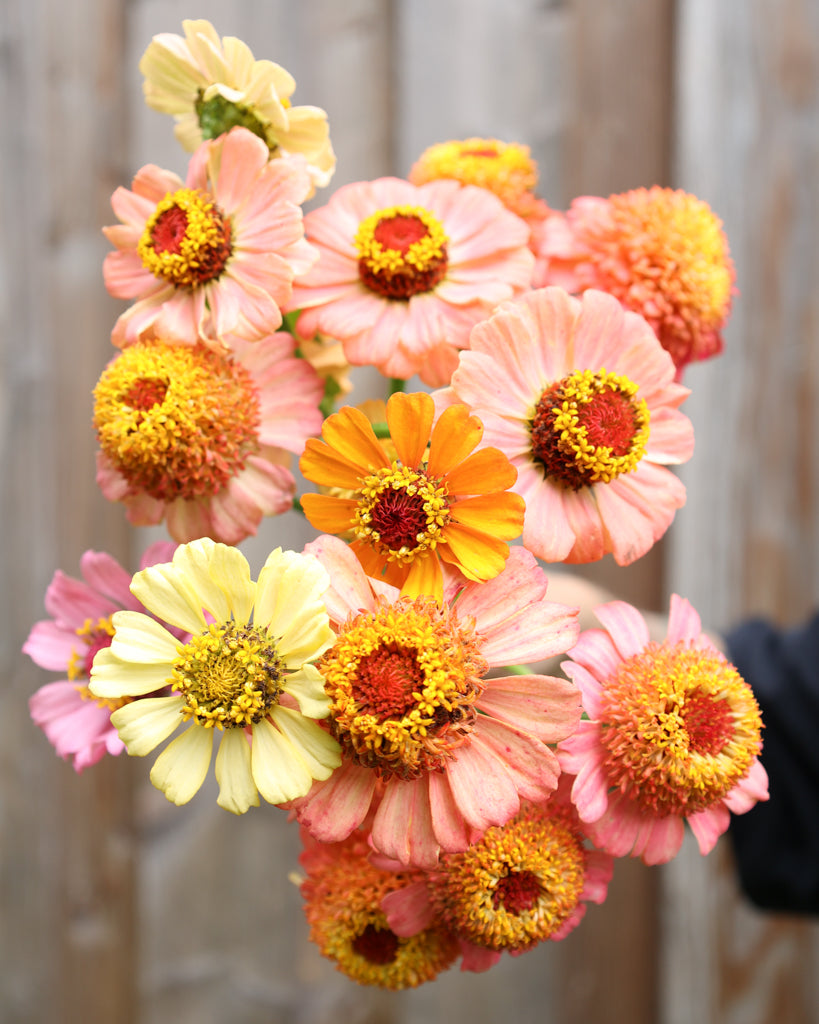 Zinnie - Zinnia elegans 'Cresto! Peachy Pink'