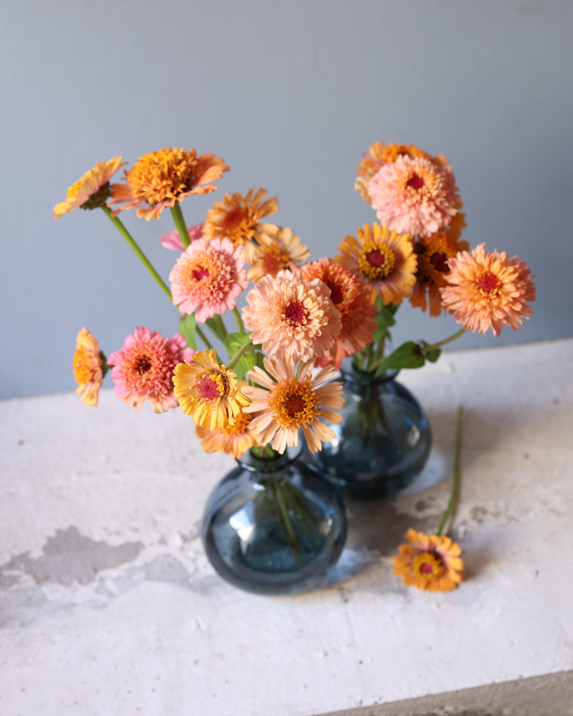 Zinnia - Zinnia elegans 'Cresto! Peachy Pink'