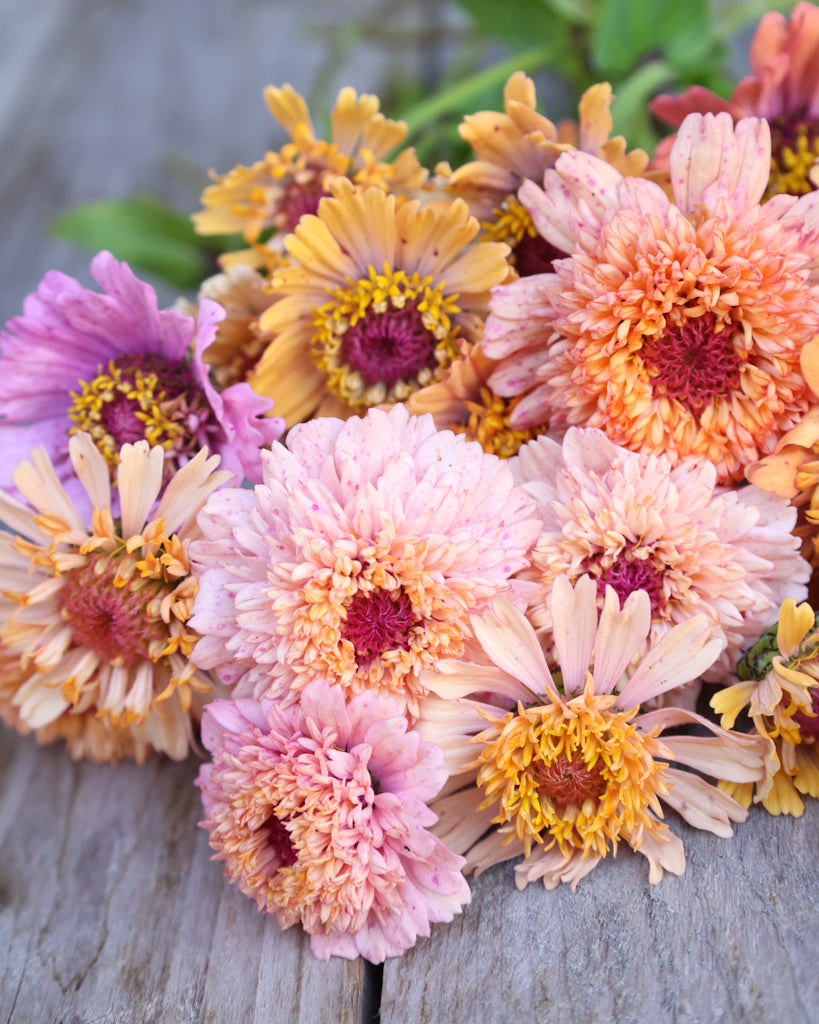 Zinnia - Zinnia elegans 'Cresto! Peachy Pink'