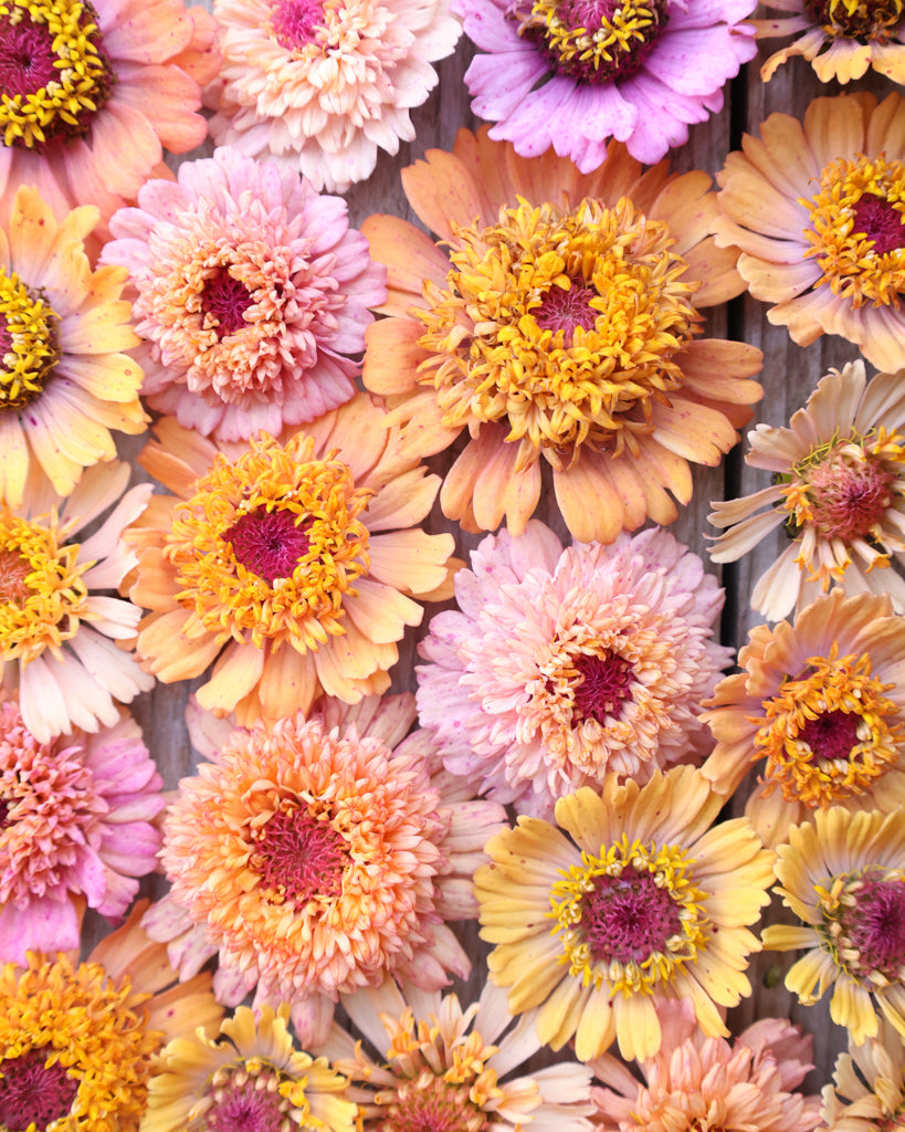 Zinnie - Zinnia elegans 'Cresto! Peachy Pink'