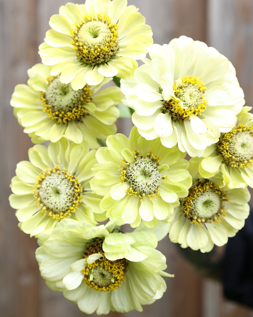 Zinnie - Zinnia elegans 'Envy'