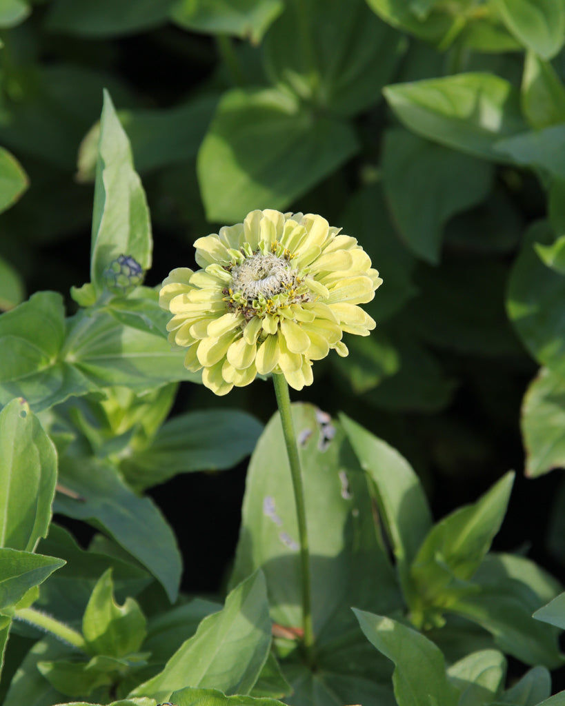 Zinnie - Zinnia elegans 'Envy'