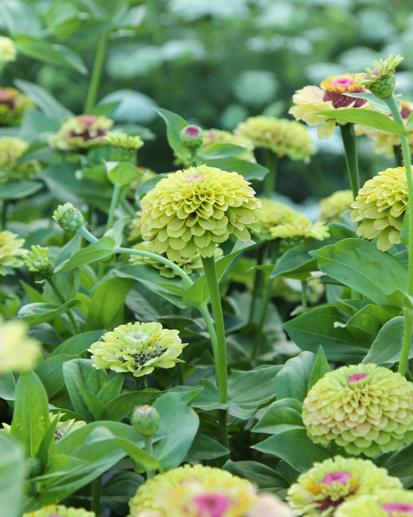 Zinnia - Zinnia elegans 'Envy'