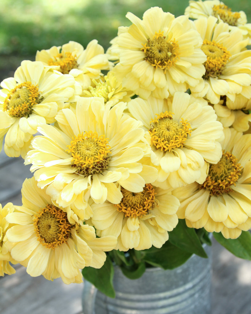 Zinnie - Zinnia elegans 'Isabellina Creamy Yellow'