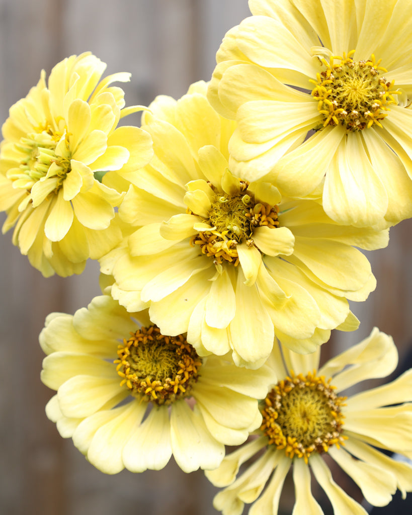 Zinnie - Zinnia elegans 'Isabellina Creamy Yellow'