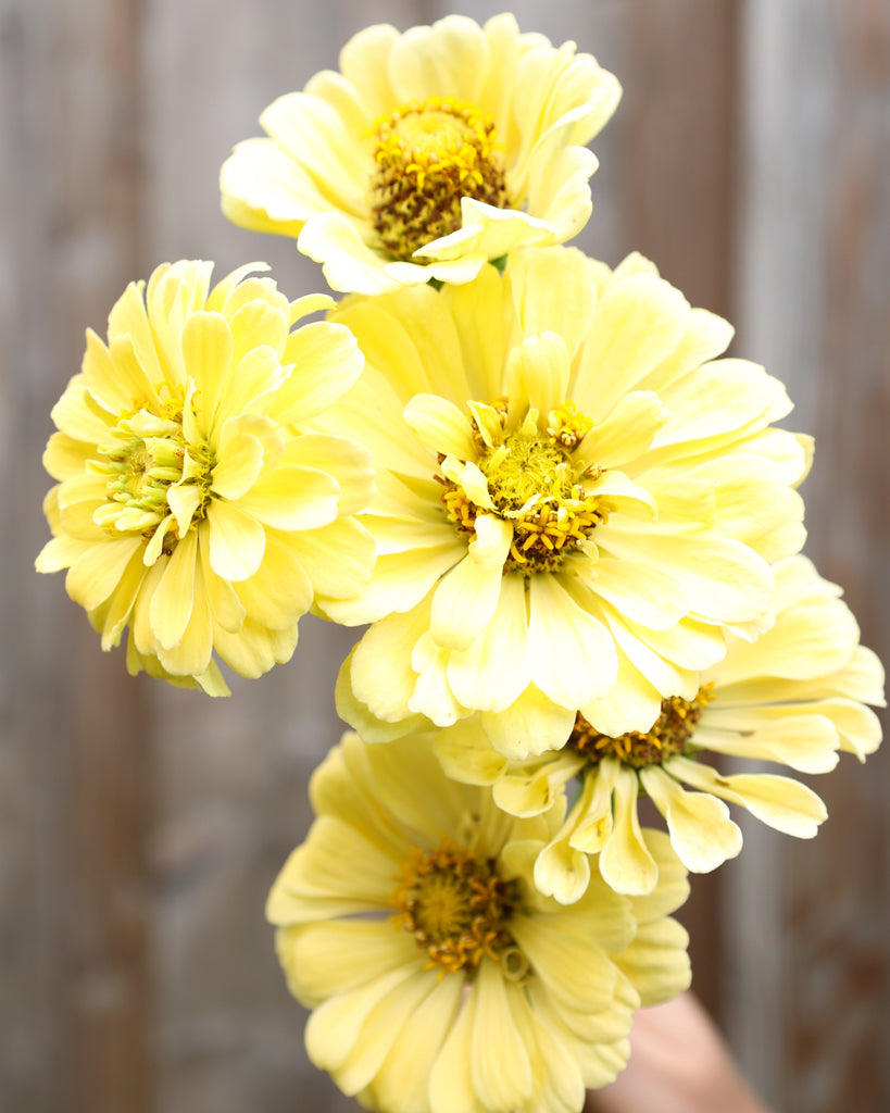 Zinnie - Zinnia elegans 'Isabellina Creamy Yellow'