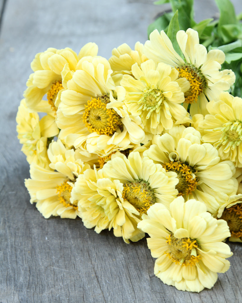 Zinnie - Zinnia elegans 'Isabellina Creamy Yellow'