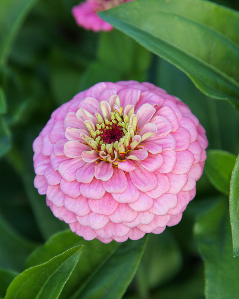 Zinnie - Zinnia elegans 'Oklahoma Pink'