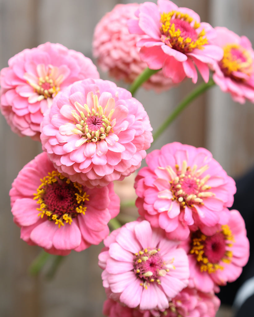 Zinnie - Zinnia elegans 'Oklahoma Pink'